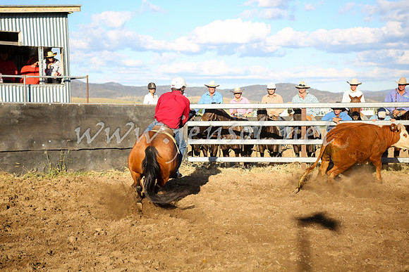 AdaminabyCampdraft2016_5796