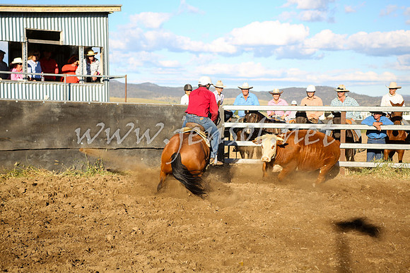 AdaminabyCampdraft2016_5802