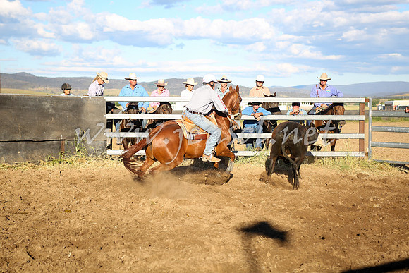 AdaminabyCampdraft2016_5729