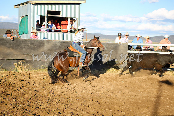 AdaminabyCampdraft2016_5920