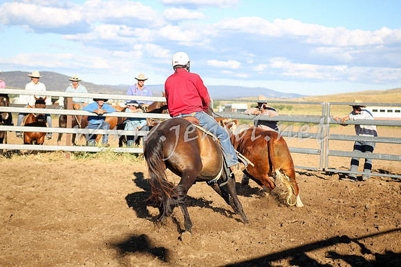 AdaminabyCampdraft2016_5632