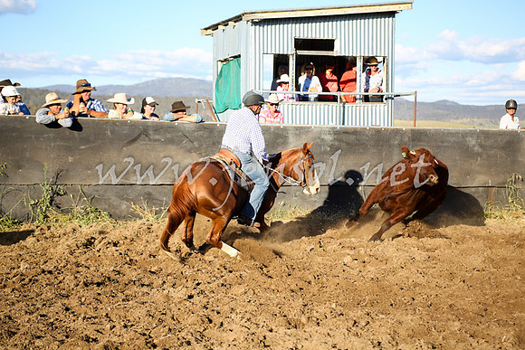 AdaminabyCampdraft2016_5849