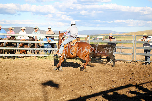 AdaminabyCampdraft2016_5722