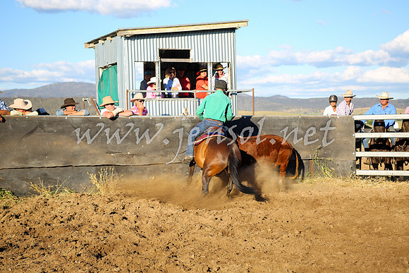AdaminabyCampdraft2016_5887