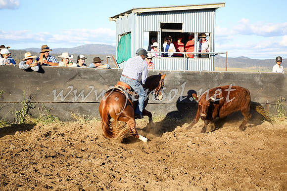 AdaminabyCampdraft2016_5850