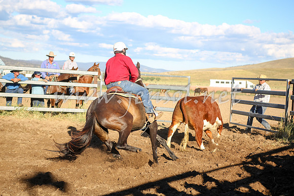 AdaminabyCampdraft2016_5655