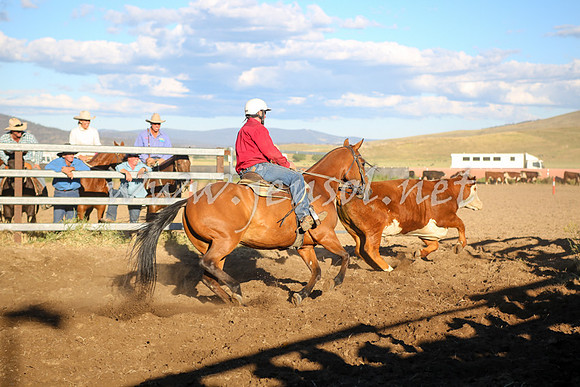 AdaminabyCampdraft2016_5815
