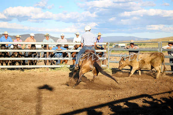 AdaminabyCampdraft2016_5824