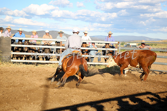 AdaminabyCampdraft2016_5863