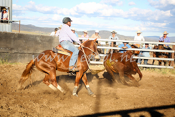 AdaminabyCampdraft2016_5857