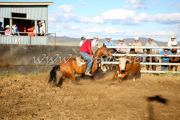 AdaminabyCampdraft2016_5800