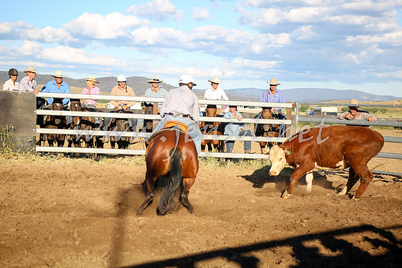 AdaminabyCampdraft2016_5864