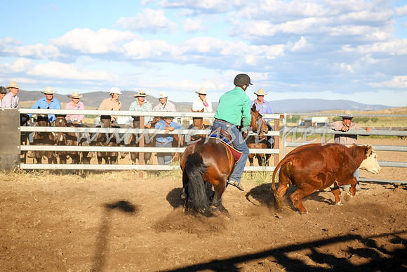 AdaminabyCampdraft2016_5890