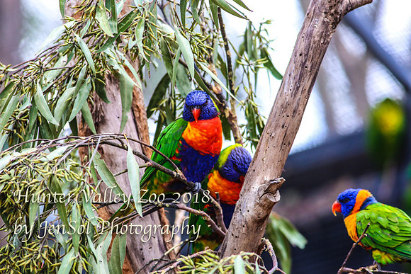 HunterValleyZoo_0241