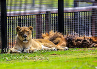 HunterValleyZoo_0031