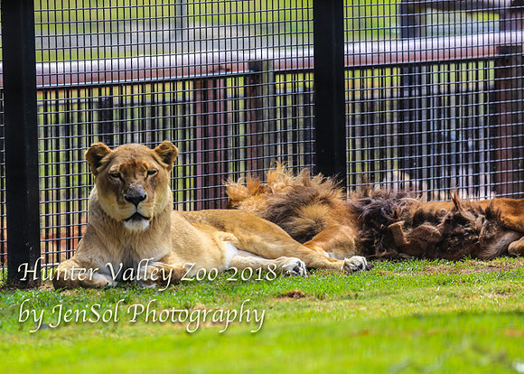 HunterValleyZoo_0031