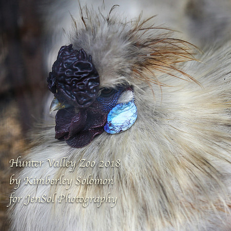 HunterValleyZooKJS_1290