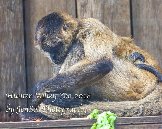 HunterValleyZoo_0224