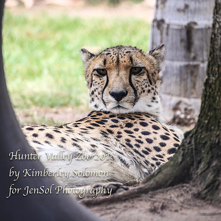 HunterValleyZooKJS_1117