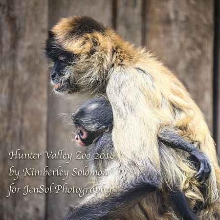 HunterValleyZooKJS_1188