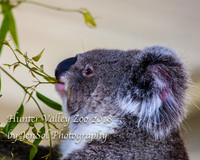 HunterValleyZoo_0061