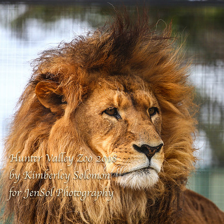 HunterValleyZooKJS_0841