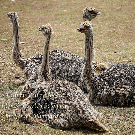 HunterValleyZooKJS_1285