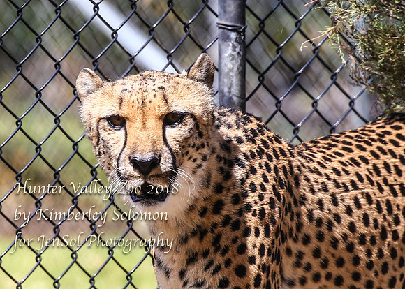 HunterValleyZooKJS_0576
