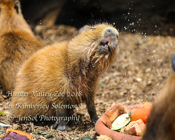 HunterValleyZooKJS_1063