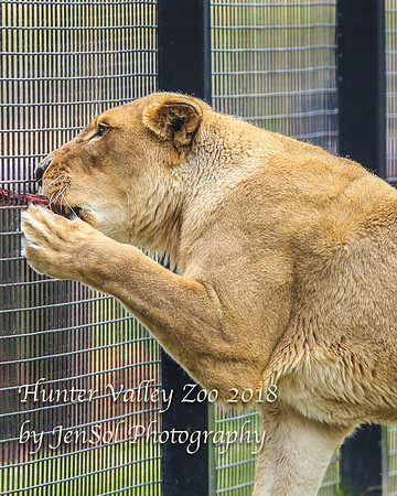 HunterValleyZoo_0114