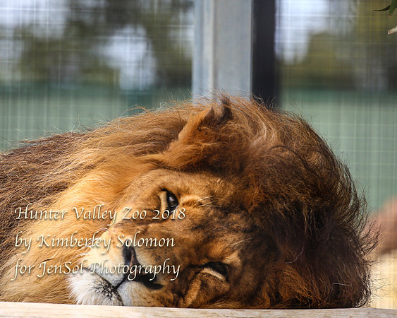 HunterValleyZooKJS_0833