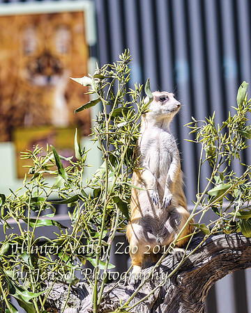 HunterValleyZoo_0058