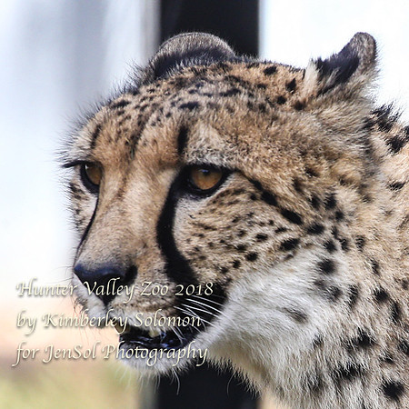 HunterValleyZooKJS_0559