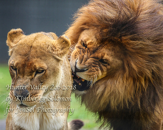 HunterValleyZooKJS_0884