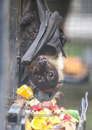 HunterValleyZooKJS_0794