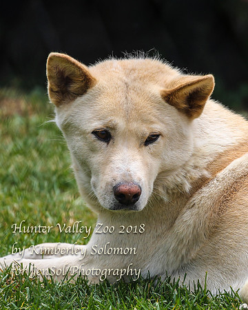 HunterValleyZooKJS_1293