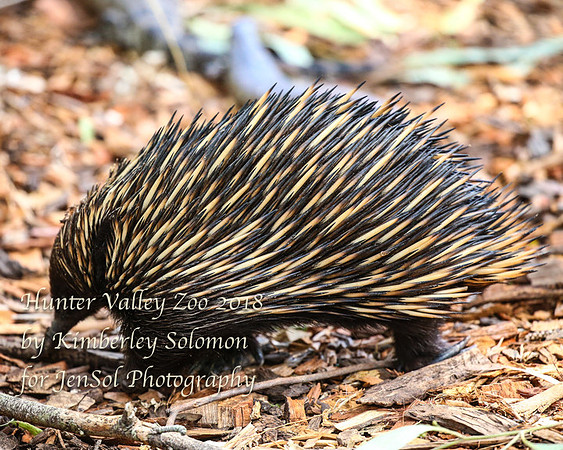 HunterValleyZooKJS_0539