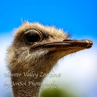 HunterValleyZoo_0044