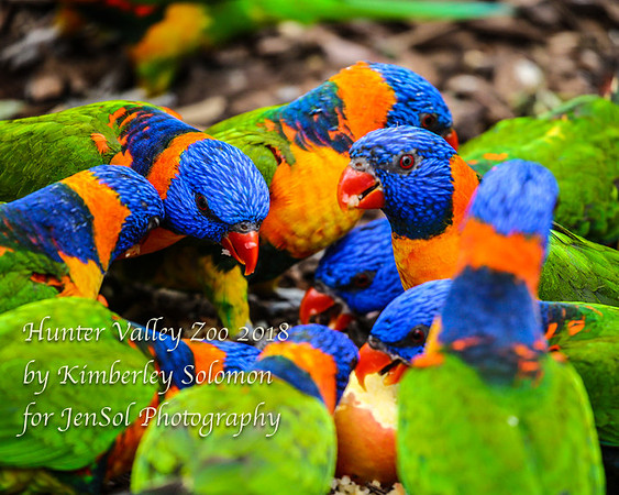 HunterValleyZooKJS_1374