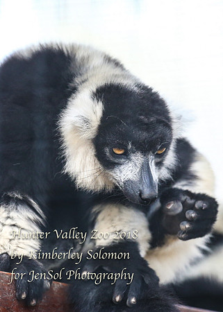 HunterValleyZooKJS_0495