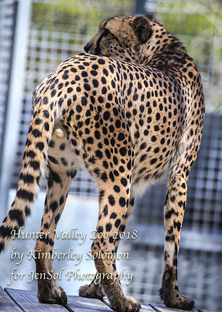 HunterValleyZooKJS_0597