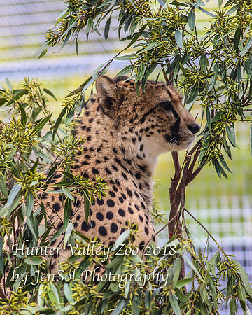 HunterValleyZoo_0075