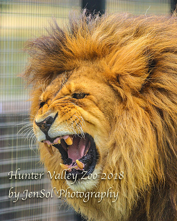 HunterValleyZoo_0091