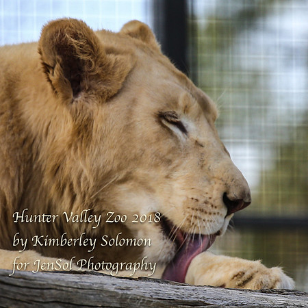 HunterValleyZooKJS_0345