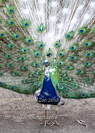 HunterValleyZooKJS_0789