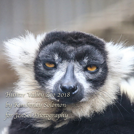 HunterValleyZooKJS_1420