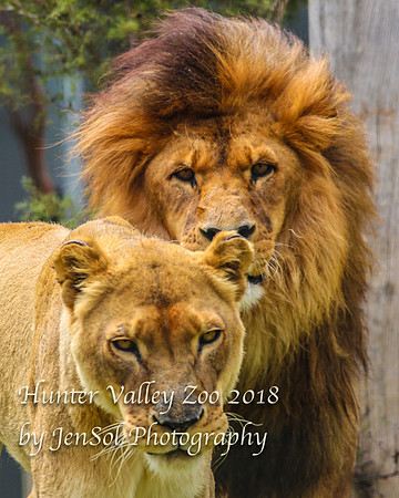 HunterValleyZoo_0087