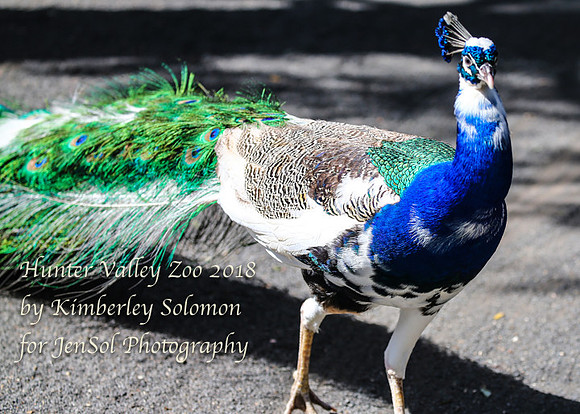 HunterValleyZooKJS_0334