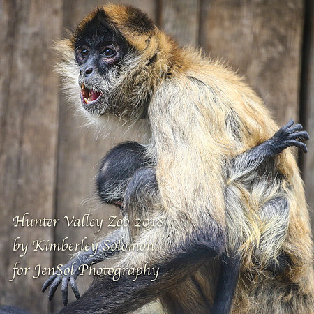 HunterValleyZooKJS_1196