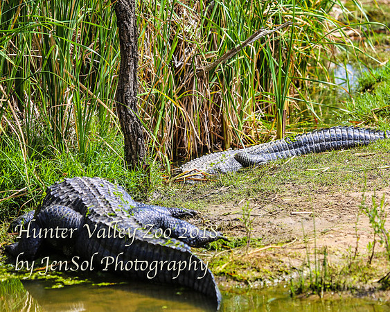 HunterValleyZoo_0026